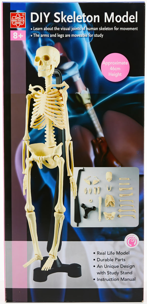 Human Skeleton Set