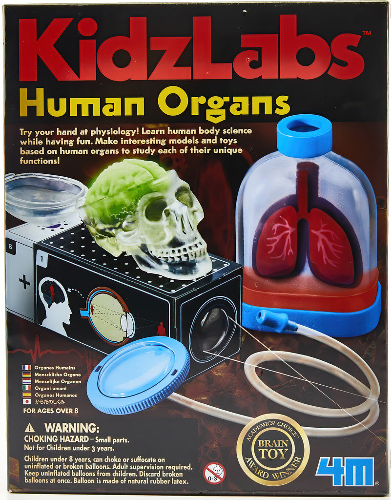 Human Organs set