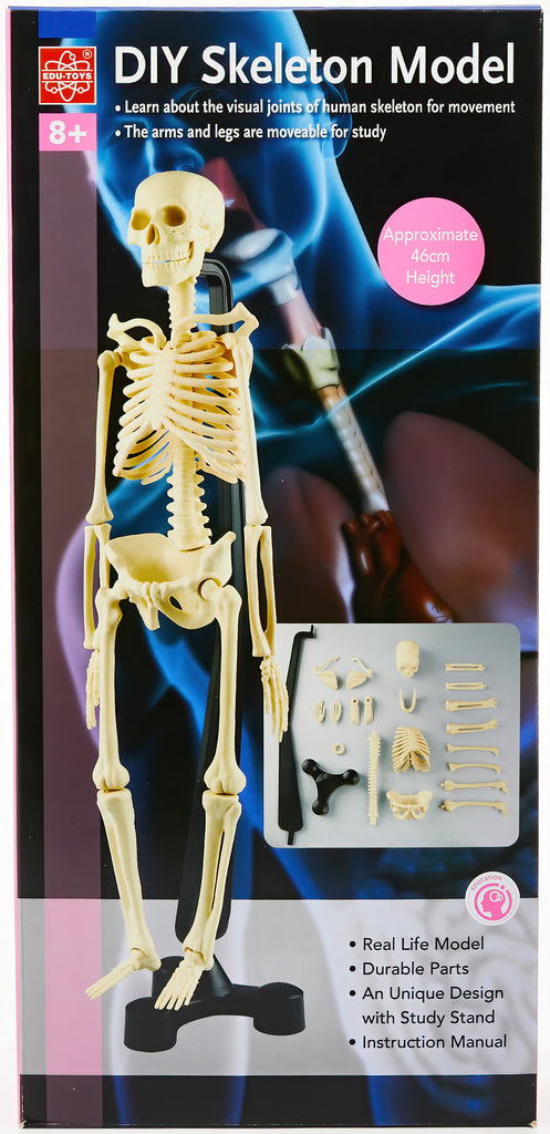 Human Skeleton Set